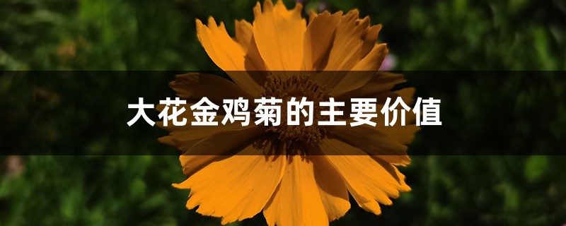 大花金鸡菊的主要价值 大花金鸡菊的主要价值