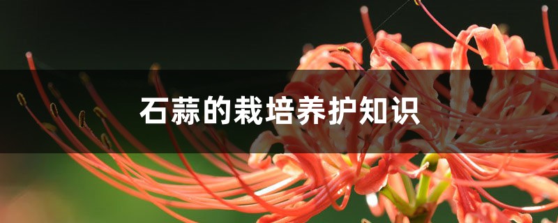 石蒜的栽培养护知识 石蒜的栽培养护知识