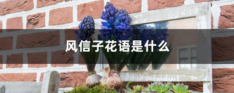 风信子花语是什么 风信子花语是什么