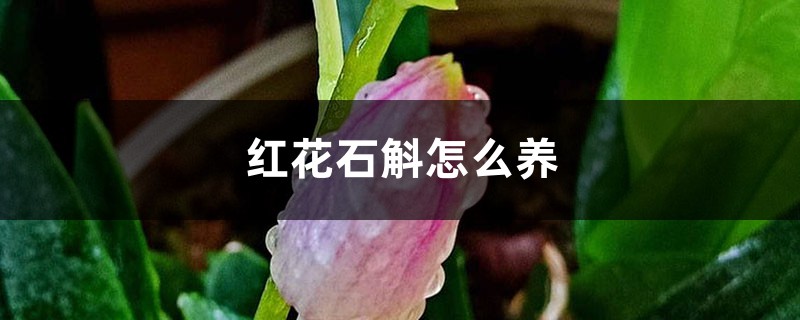 红花石斛怎么养 红花石斛怎么养