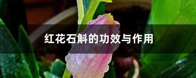 红花石斛的功效与作用 红花石斛的功效与作用