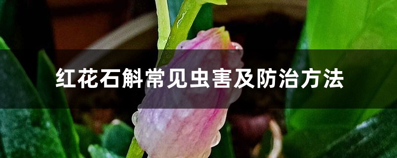 红花石斛常见虫害及防治方法 红花石斛常见虫害及防治方法