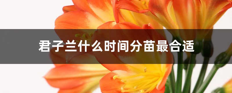 君子兰什么时间分苗最合适 君子兰什么时间分苗最合适