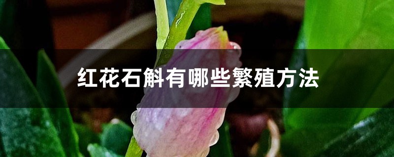红花石斛有哪些繁殖方法 红花石斛有哪些繁殖方法