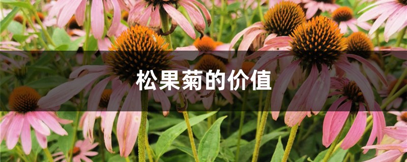 松果菊的价值 松果菊的价值