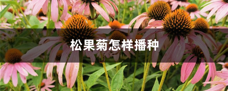 松果菊怎样播种 松果菊怎样播种