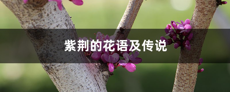 紫荆的花语及传说 紫荆的花语及传说