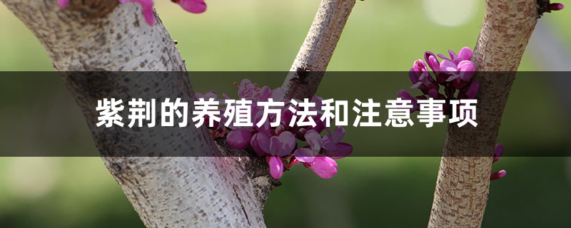 紫荆的养殖方法和注意事项 紫荆的养殖方法和注意事项