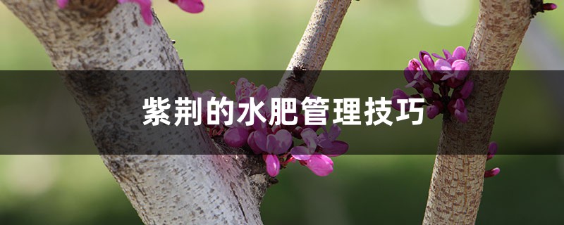 紫荆的水肥管理技巧 紫荆的水肥管理技巧