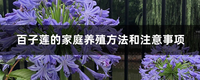 百子莲的家庭养殖方法和注意事项 百子莲的家庭养殖方法和注意事项