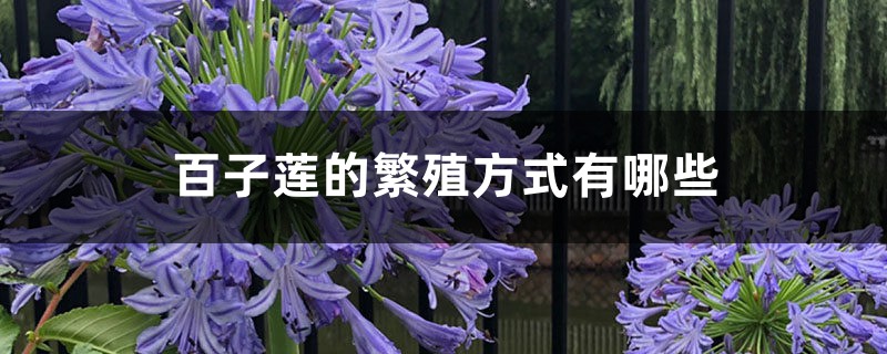 百子莲的繁殖方式有哪些 百子莲的繁殖方式有哪些