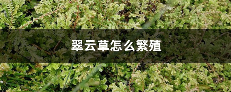 翠云草怎么繁殖 翠云草怎么繁殖