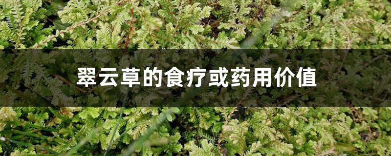 翠云草的食疗或药用价值 翠云草的食疗或药用价值