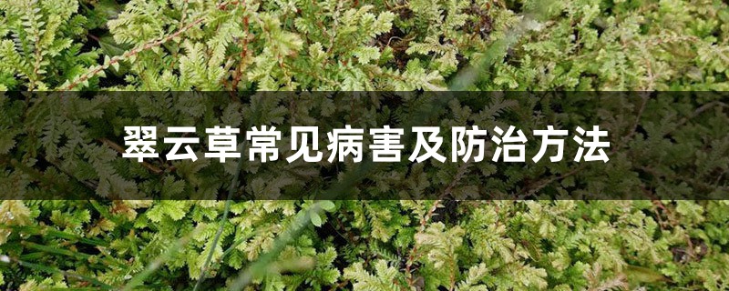翠云草常见病害及防治方法 翠云草常见病害及防治方法