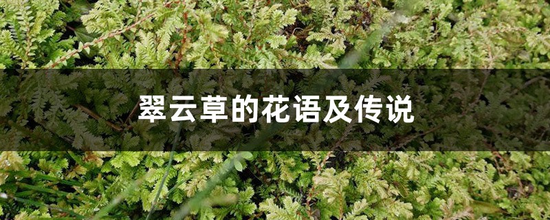 翠云草的花语及传说 翠云草的花语及传说