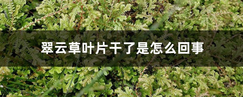 翠云草叶片干了是怎么回事 翠云草叶片干了是怎么回事