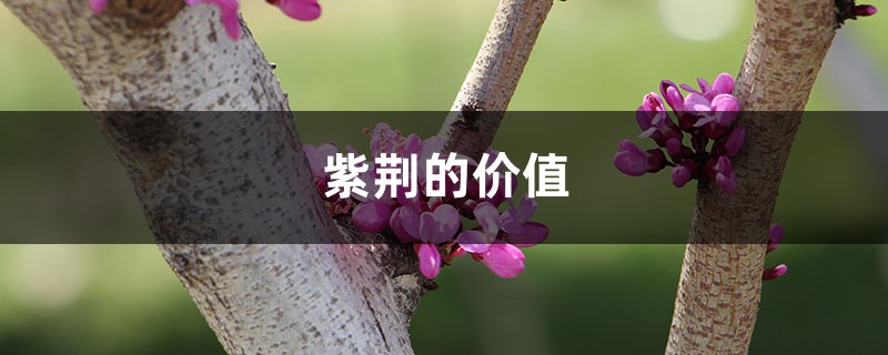 紫荆的价值 紫荆的价值