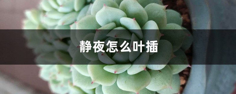 静夜怎么叶插 静夜怎么叶插