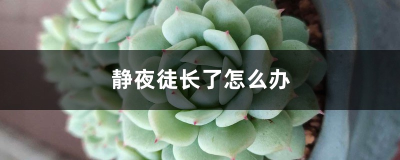 静夜徒长了怎么办 静夜徒长了怎么办
