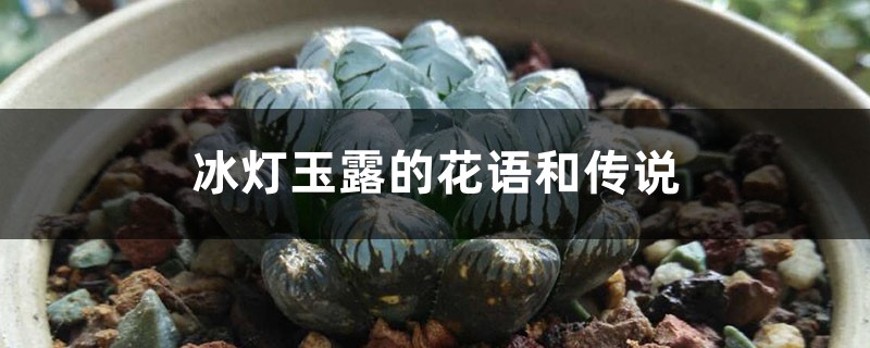 冰灯玉露的花语和传说 冰灯玉露的花语和传说