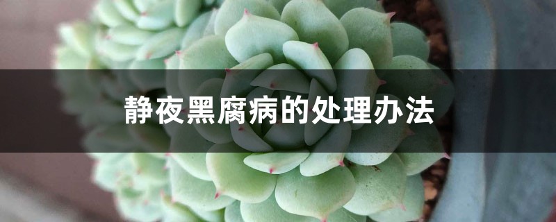 静夜黑腐病的处理办法 静夜黑腐病的处理办法