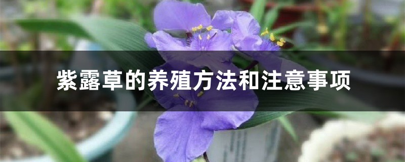 紫露草的养殖方法和注意事项 紫露草的养殖方法和注意事项