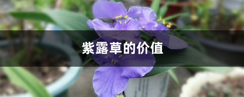 紫露草的价值 紫露草的价值