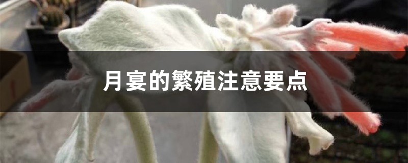 月宴的繁殖注意要点 月宴的繁殖注意要点