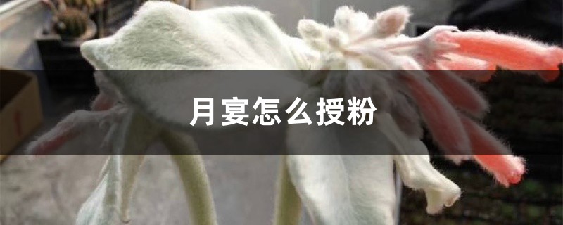 月宴怎么授粉 月宴怎么授粉