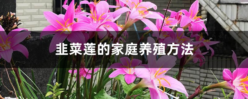 韭菜莲的家庭养殖方法 韭菜莲的家庭养殖方法