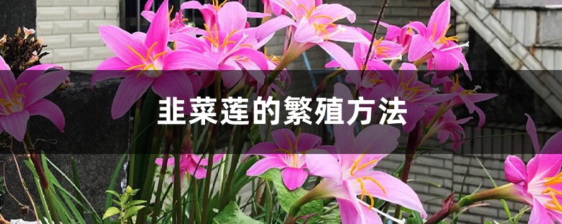 韭菜莲的繁殖方法 韭菜莲的繁殖方法