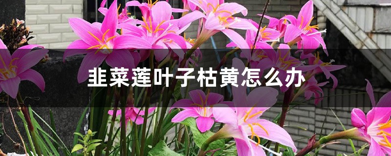 韭菜莲叶子枯黄怎么办 韭菜莲叶子枯黄怎么办