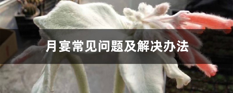月宴