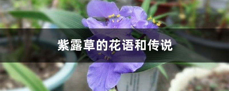 紫露草的花语和传说 紫露草的花语和传说