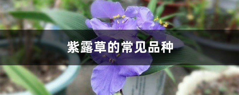 紫露草的常见品种 紫露草的常见品种