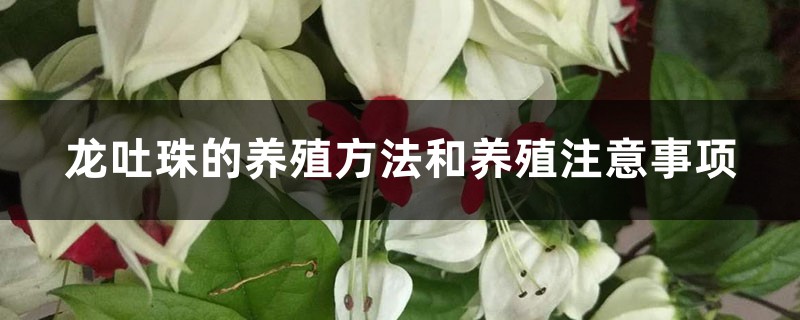 龙吐珠的养殖方法和养殖注意事项 龙吐珠的养殖方法和养殖注意事项