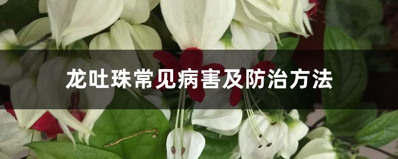 龙吐珠常见病害及防治方法 龙吐珠常见病害及防治方法