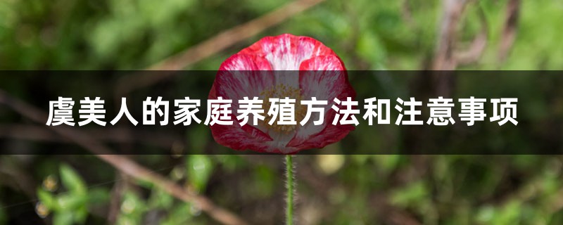 虞美人的家庭养殖方法和注意事项 虞美人的家庭养殖方法和注意事项