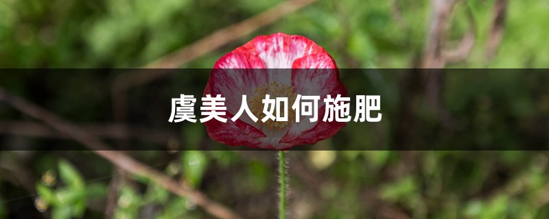 虞美人如何施肥 虞美人如何施肥