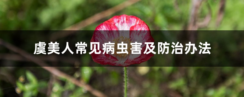 虞美人常见病虫害及防治办法 虞美人常见病虫害及防治办法