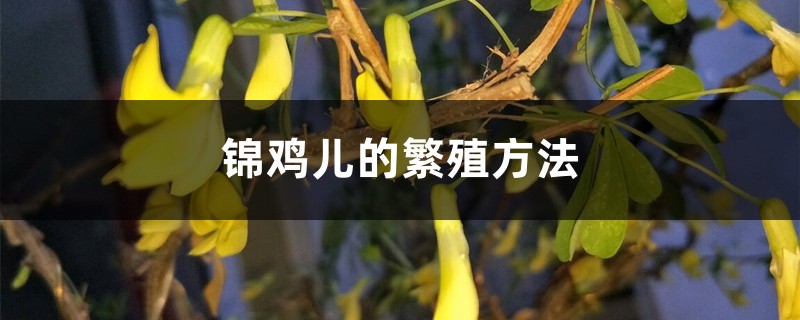 锦鸡儿的繁殖方法 锦鸡儿的繁殖方法