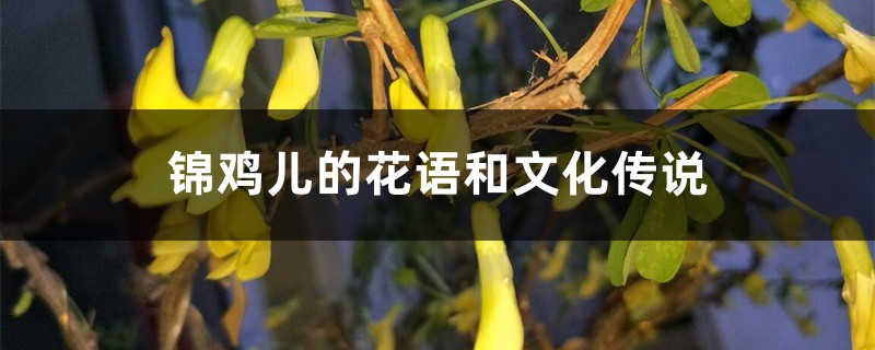 锦鸡儿的花语和文化传说 锦鸡儿的花语和文化传说