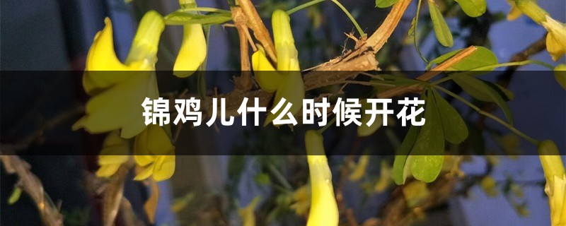 锦鸡儿什么时候开花 锦鸡儿什么时候开花