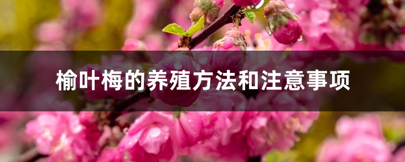 榆叶梅的养殖方法和注意事项 榆叶梅的养殖方法和注意事项