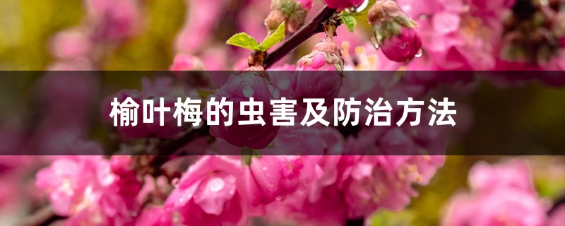 榆叶梅的虫害及防治方法 榆叶梅的虫害及防治方法