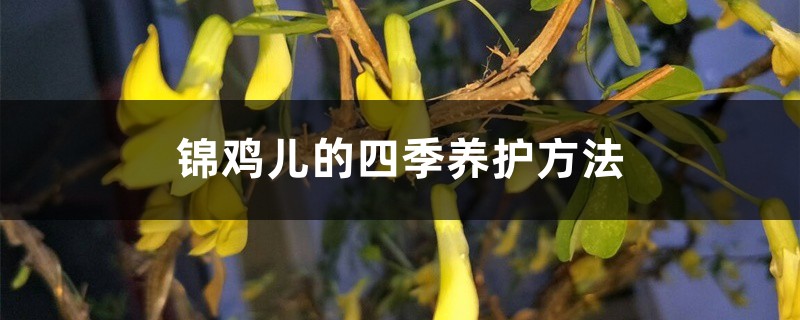 锦鸡儿的四季养护方法 锦鸡儿的四季养护方法