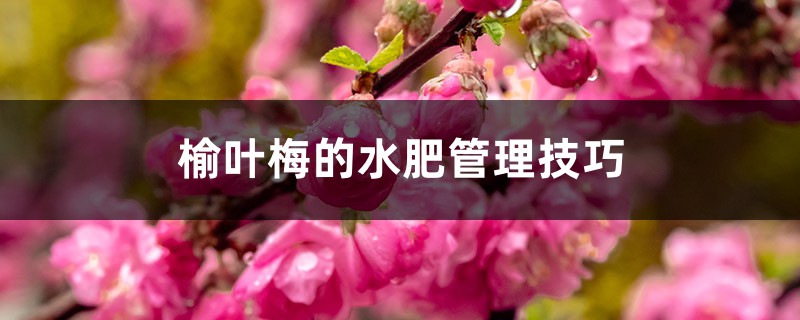 榆叶梅的水肥管理技巧 榆叶梅的水肥管理技巧
