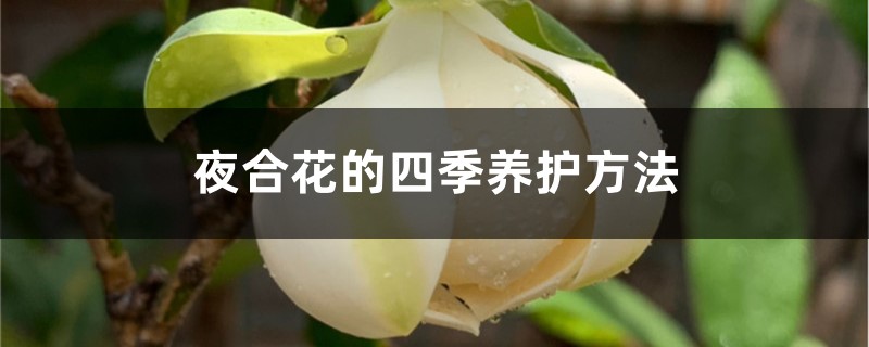 夜合花的四季养护方法 夜合花的四季养护方法