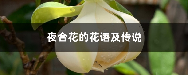夜合花的花语及传说 夜合花的花语及传说
