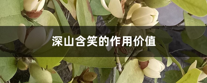 深山含笑的作用价值 深山含笑的作用价值